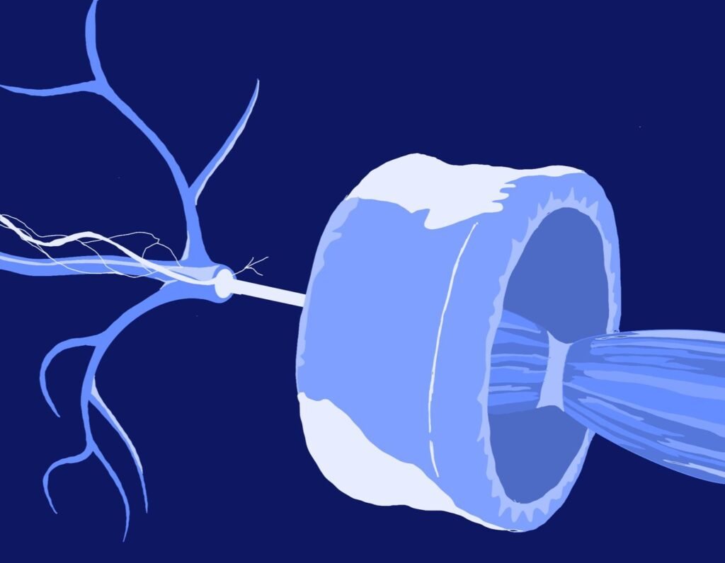 img 20251210 wa0003 (1)